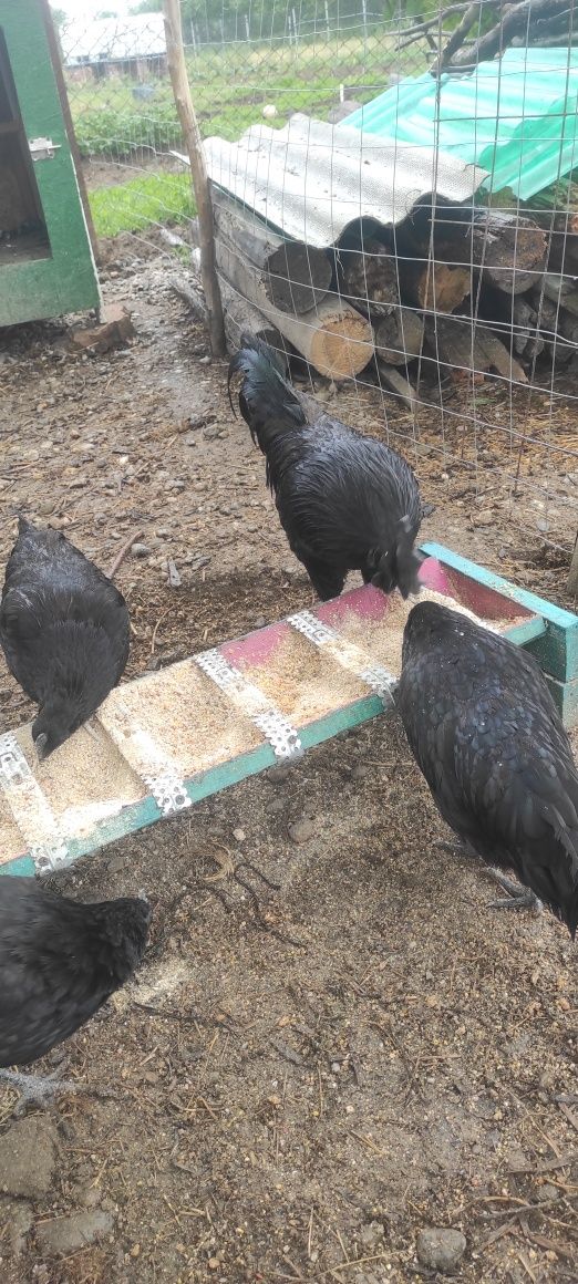 Ouă Ayam Cemani , rasa pură