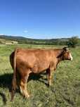 Vaca de lapte si carne