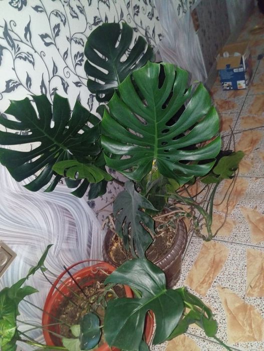 Продаются домашние и офисные цветы