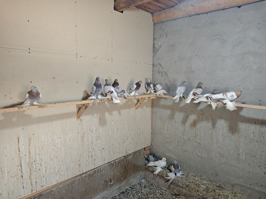 Kaptar kabutar golubi gulubey kaptarlar kaptarla