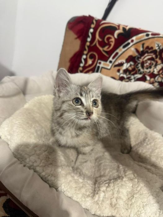 Отдам кошечку в хорошие добрые руки,