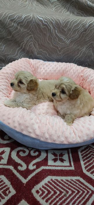 Предлагаю щенков Мальтипу Ф1