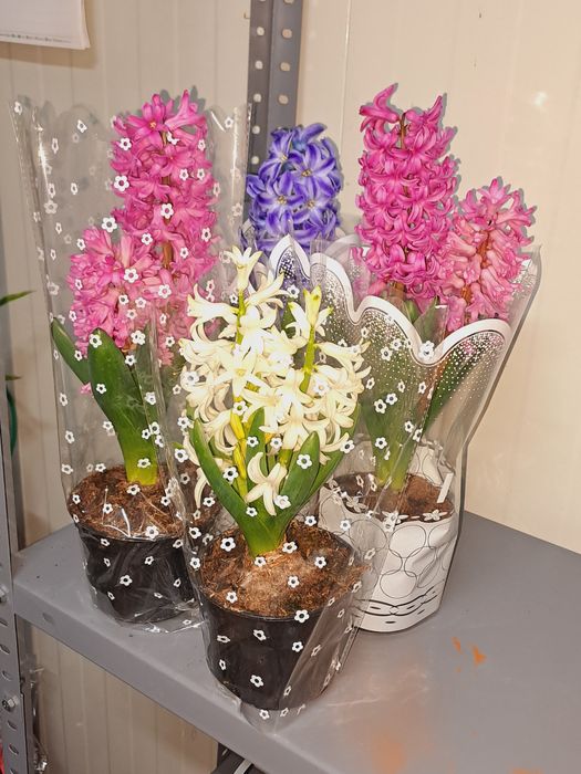 Zambile  ,mai multe culori, pret de  producator .