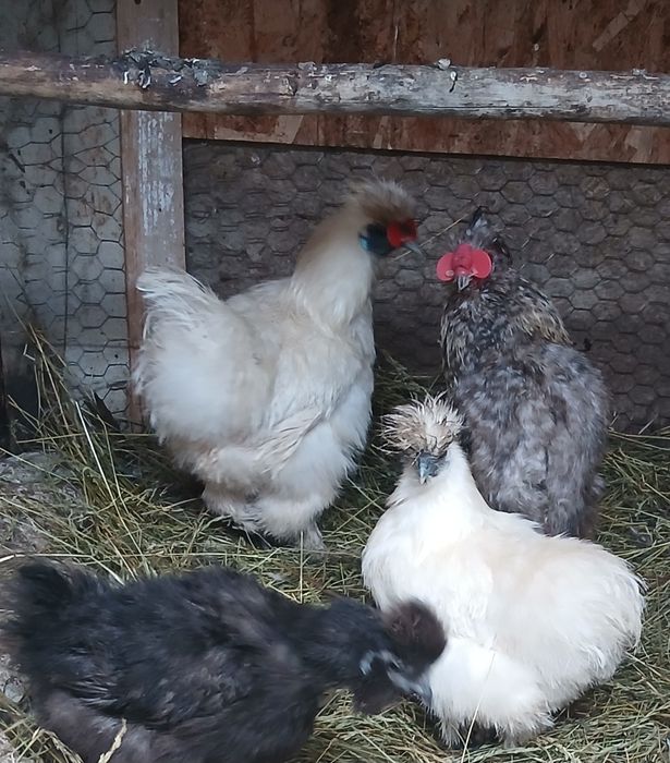 Disponibil cocoș mătase japoneza si pereche de gaini pitice