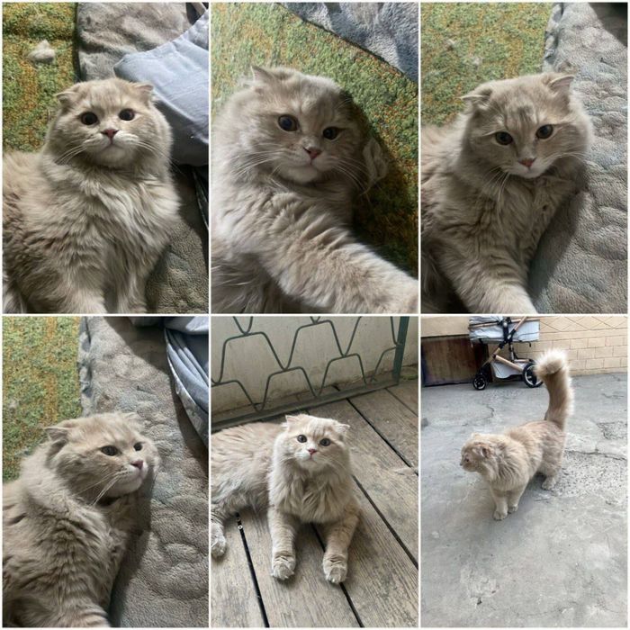 Scottish Fold longhair mushuk sotiladi