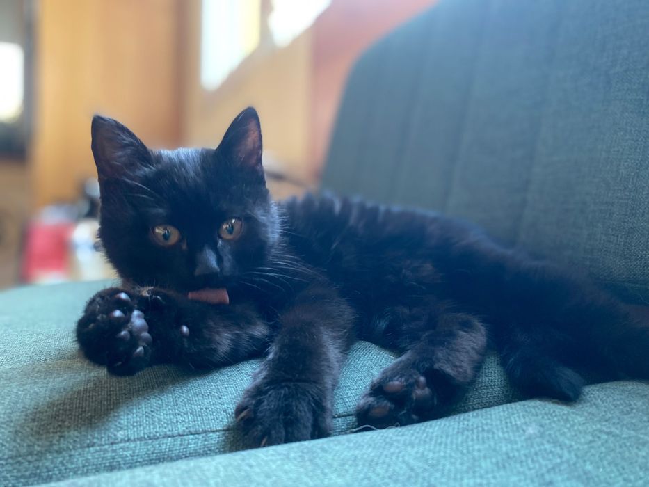Черно женско коте търси дом, София