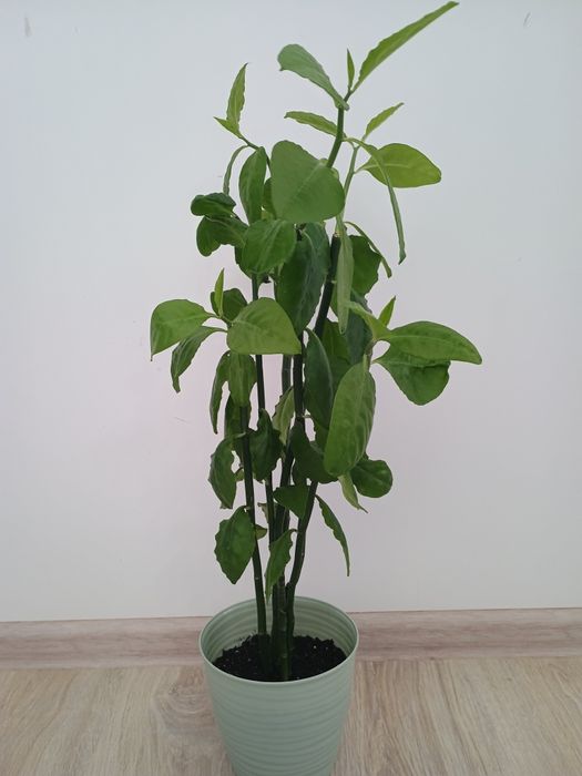 Комнатное растение 60 см