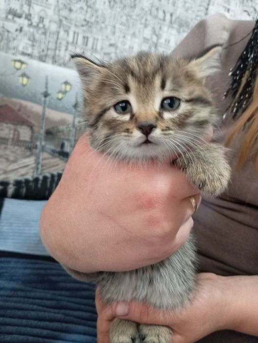 Красивые,котята! Бесплатно!