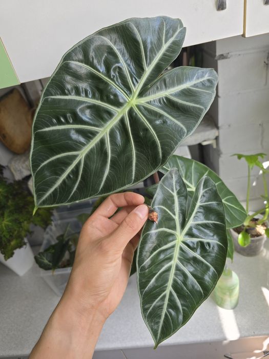 Клубни алоказии Розовый дракон