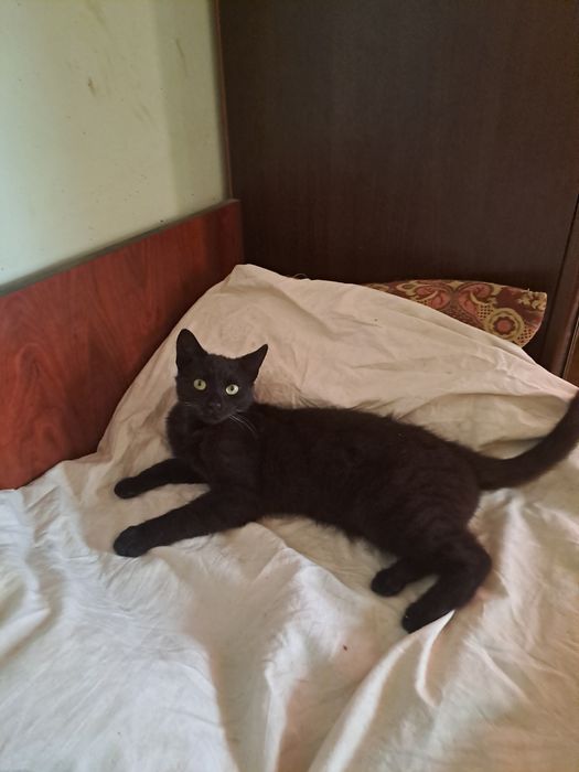 Подарявам малко коте