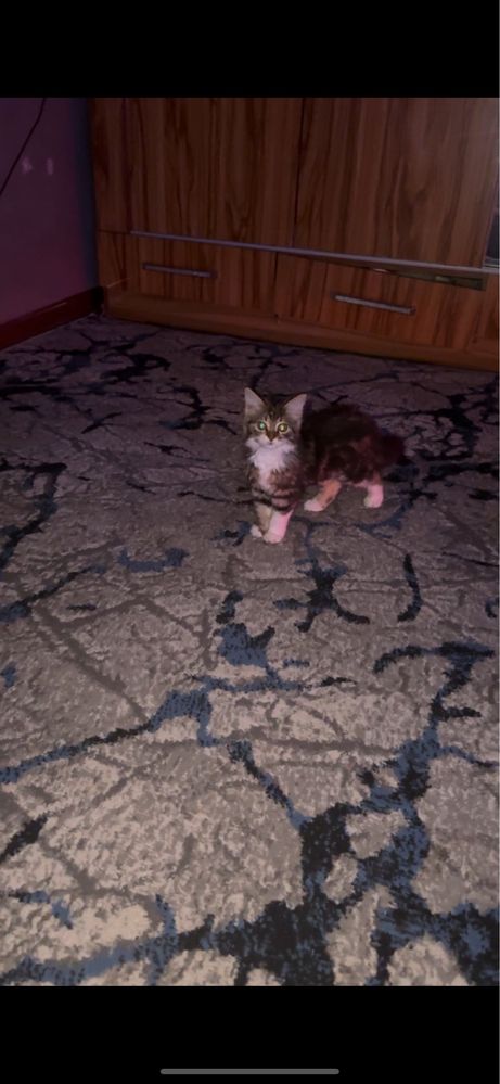 Котенок пушистый