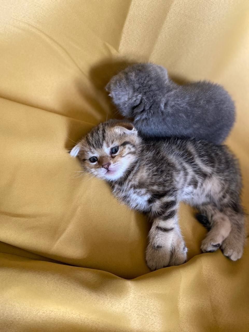 Продаются котята