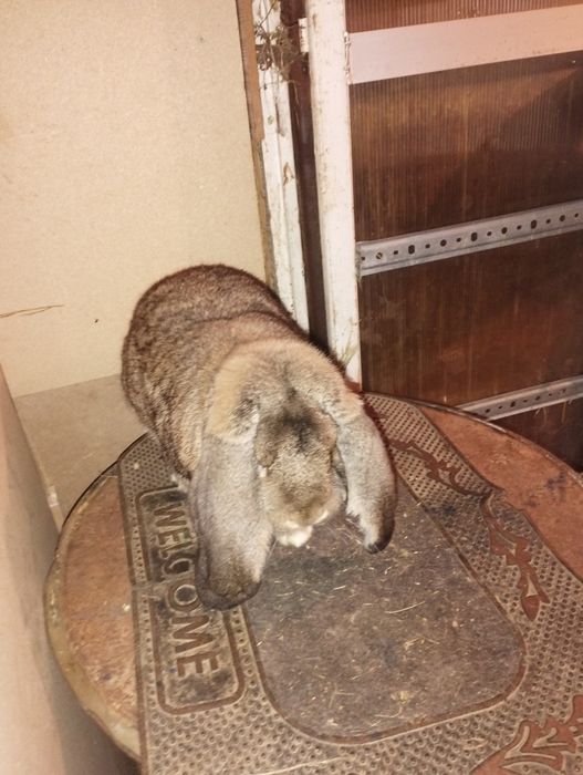 Mascul berbec german agouty