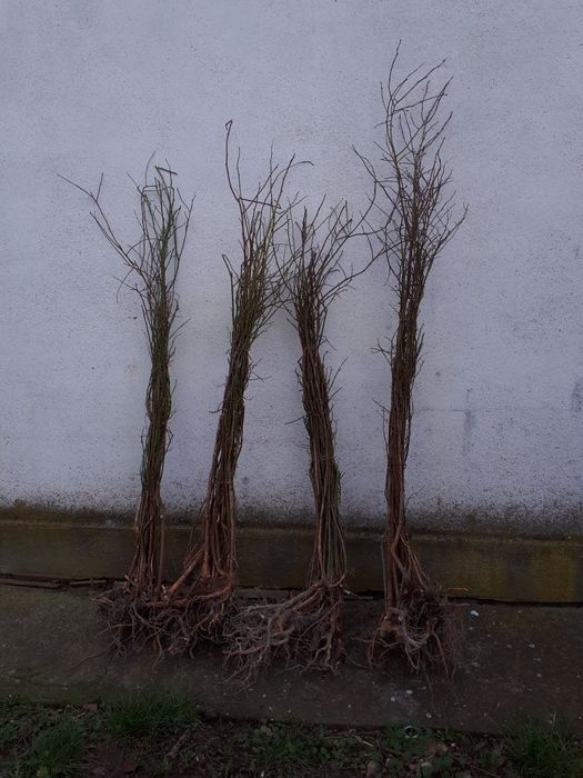 Drajoni aronia/afin/coacaz