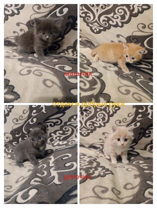 Отдам котят,им месяц,помесь