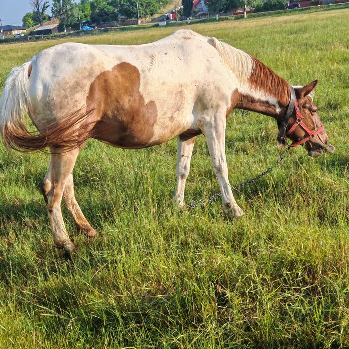 D  e   v â n z a re