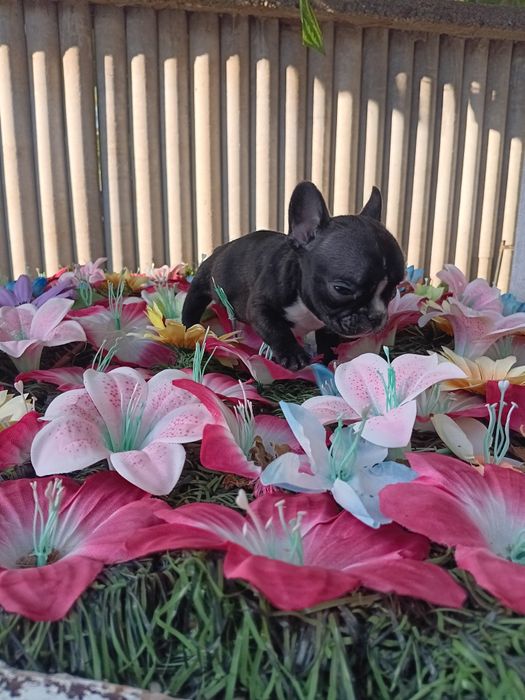 Френски булдог french bulldog