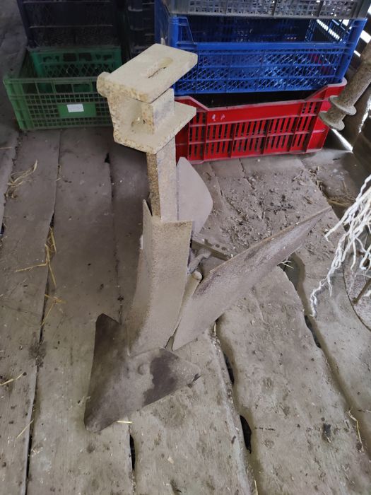 Ralița veche fara coarne