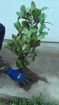 Laur englezesc - Prunus Laurocerasus Rotundifolia, 2 ani, 70-80 cm