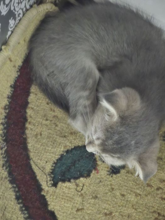 Кошка золотистая шиншилла