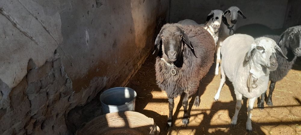 Кучкор сотилади галишамиз