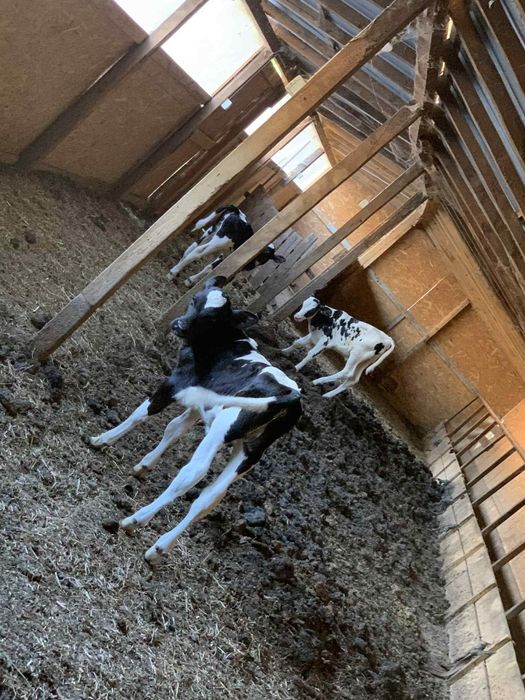 Vând tăurași sugari.