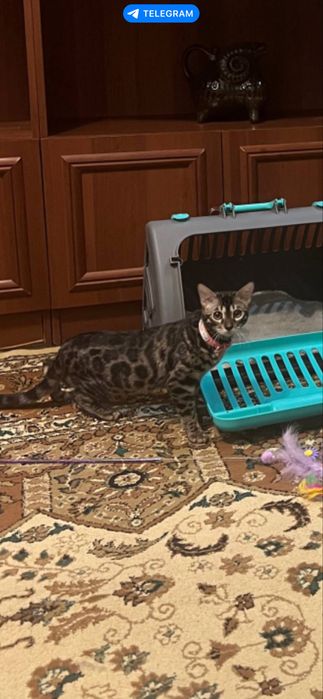 Продам бенгальскую кошку. Чистокровная. Документы и прививки есть.