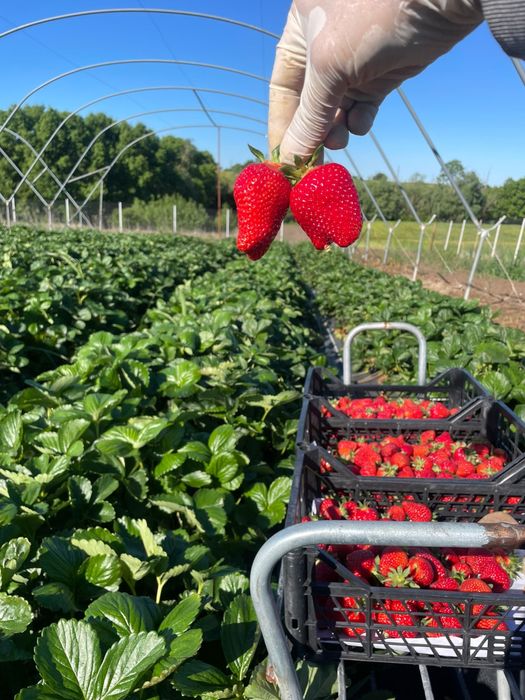 Vand urgent afacere la cheie in Scurtu Slavesti , Teleorman
