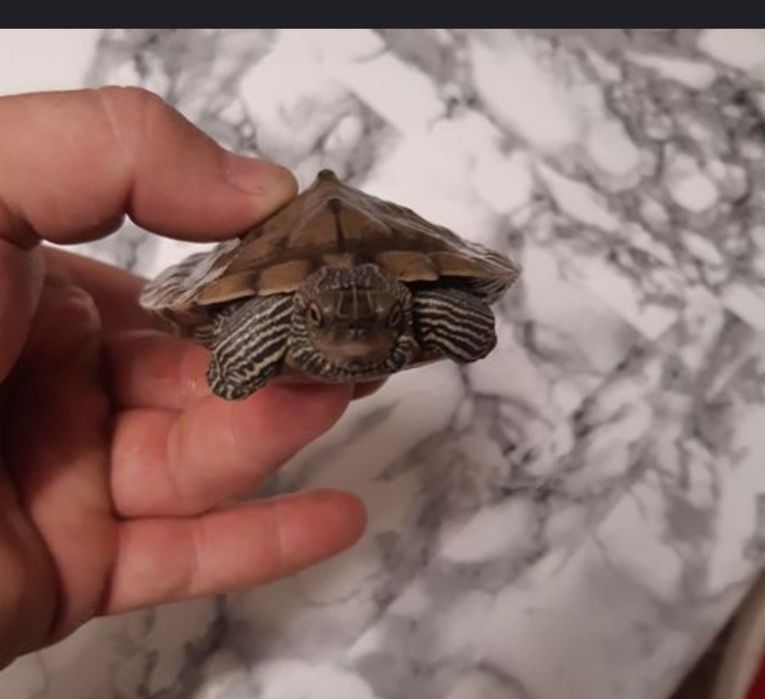 De vanzare bruasca cestoasa