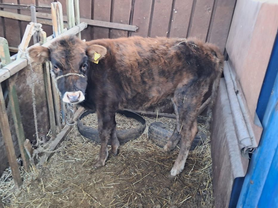 Еркек    бузау