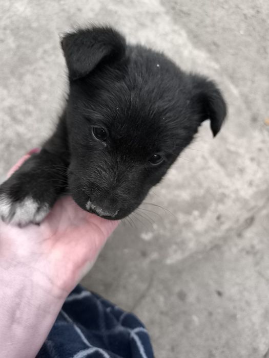 Продам щенков в хорошие руки  мама хаска ,папа лабродор