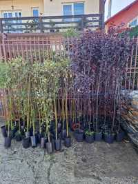 Prunus pisardi  salcie plangatoare