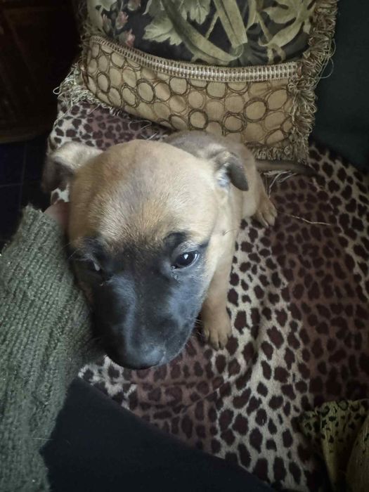 Подарявам питбули