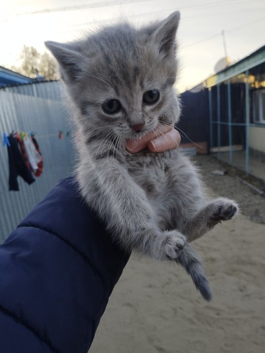 Милые, сладкие котята. Мальчики