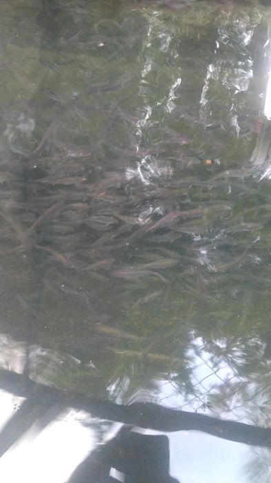 Puiet pastrav curcubeu