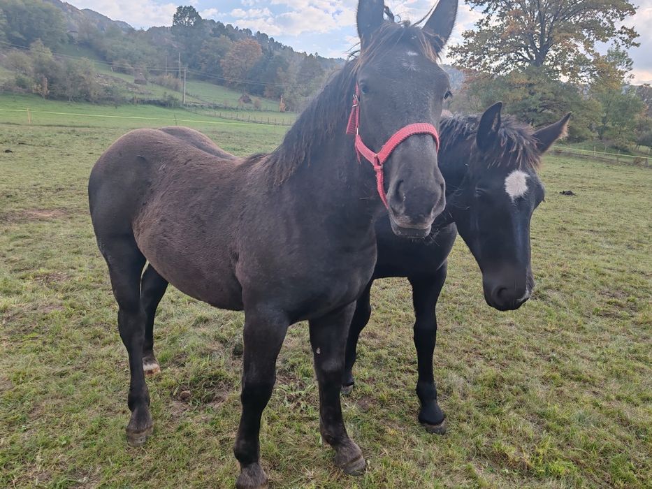 Vând mânz de 6 luni