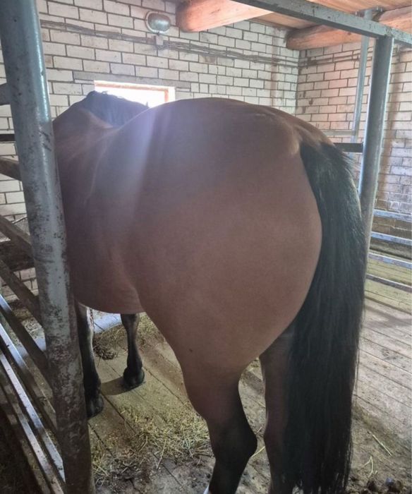 Лошади с откорма