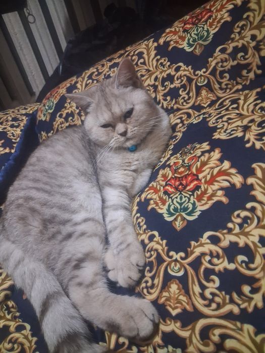 Мушук сотилади. Чисто кровь