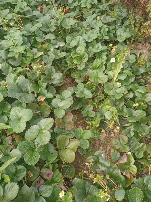 Stolon căpșuni Albion sau Clary