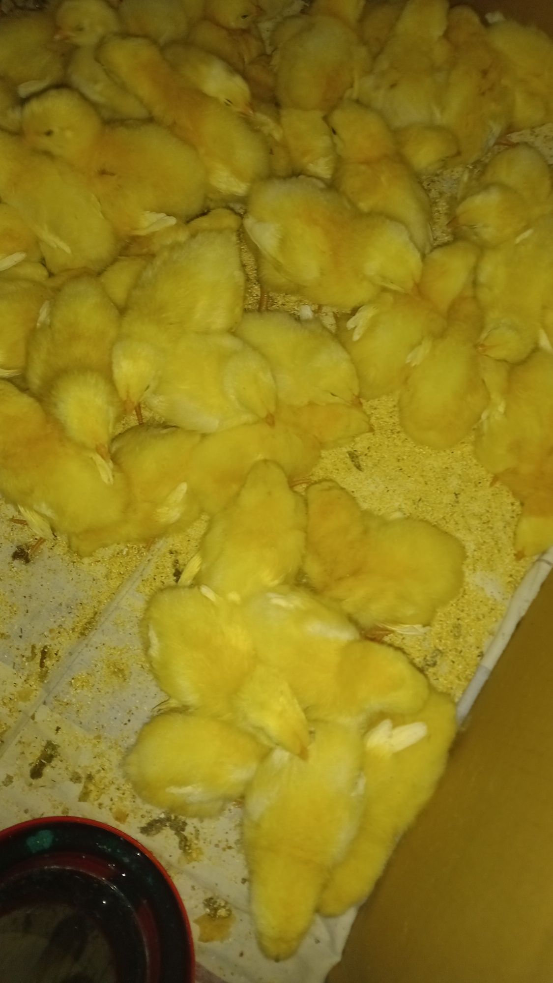 Ouă incubație sussex HD rasă puŕă