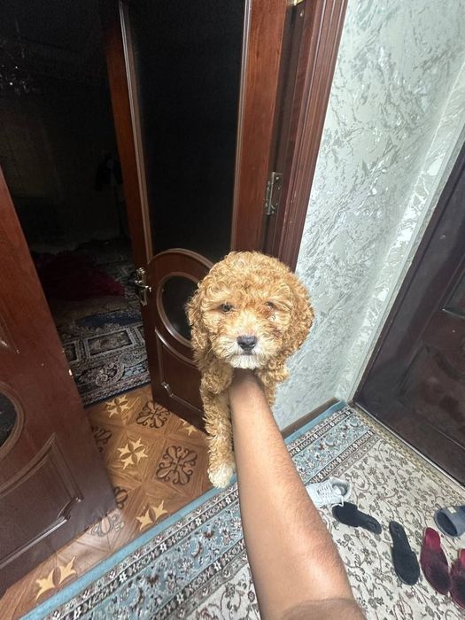 Пудель королевский, 2 месяца, продаётся.