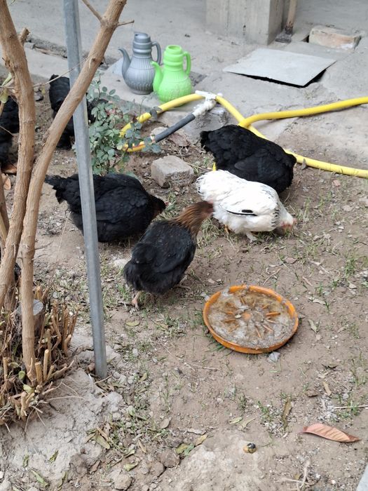 Асалому алекум хаммаси соглом товуклар