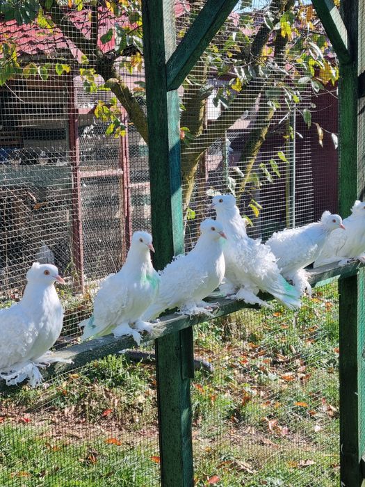 Porumbei creți francezi