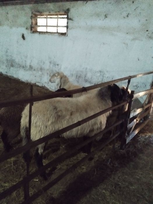 Vând/schimb oaie sârbească