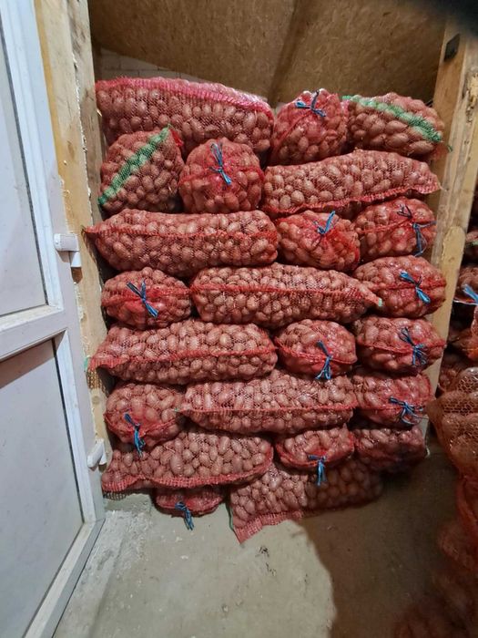 Cartofi consum/ sămânță