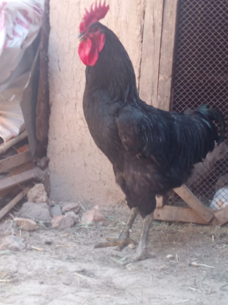 Qora shaxzoda tuxumlari