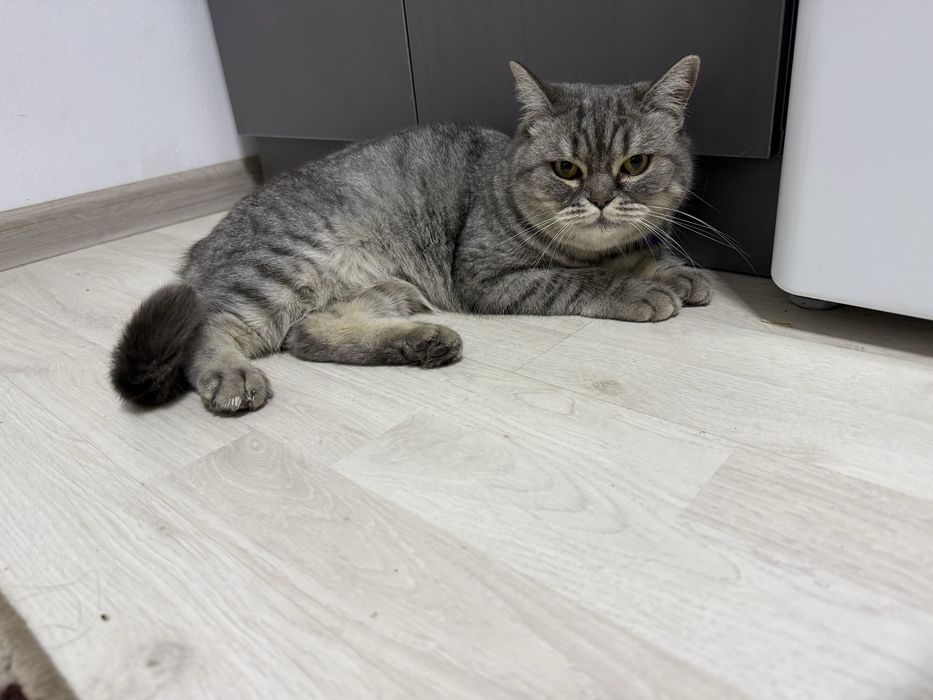 Skotish strayt shinshila