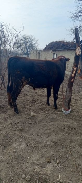 Бука сотилади 1, 5ёшда