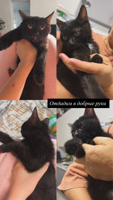 Бомбейская кошка