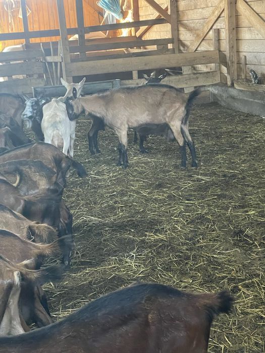 Vand capre alpina franceza